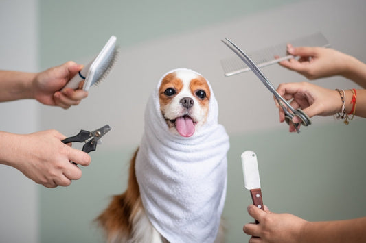 Vacuum Grooming vs. Traditional Grooming: Why the Modern Approach Might Be Best for Your Pet