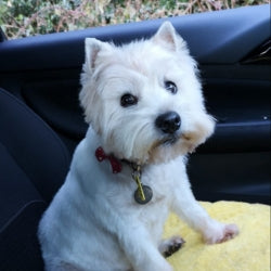 review dog img