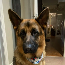 review dog img